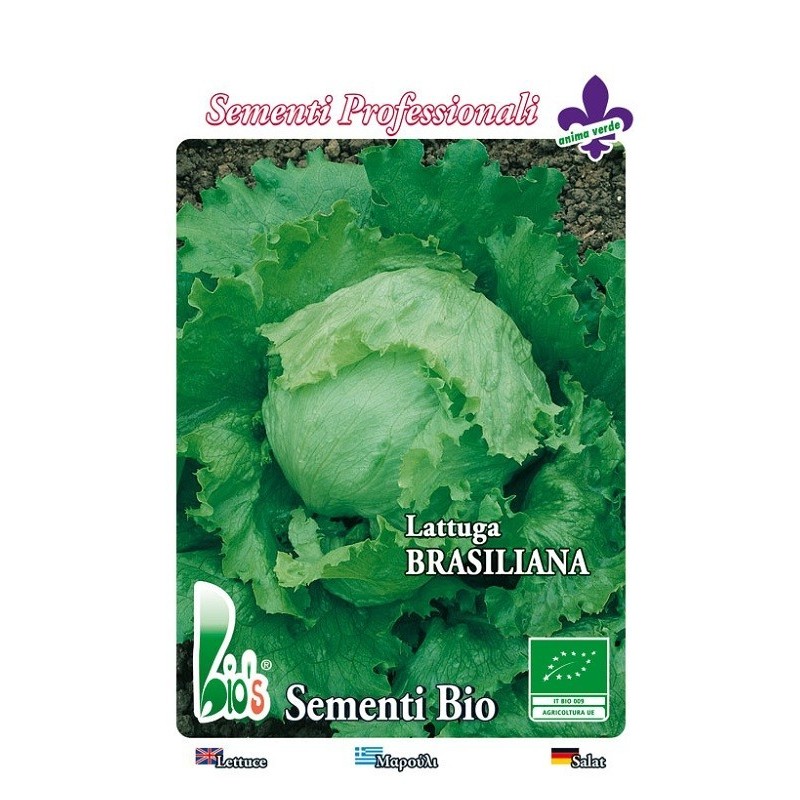 lechuga brasiliana iceberg - semillas ecologicas
