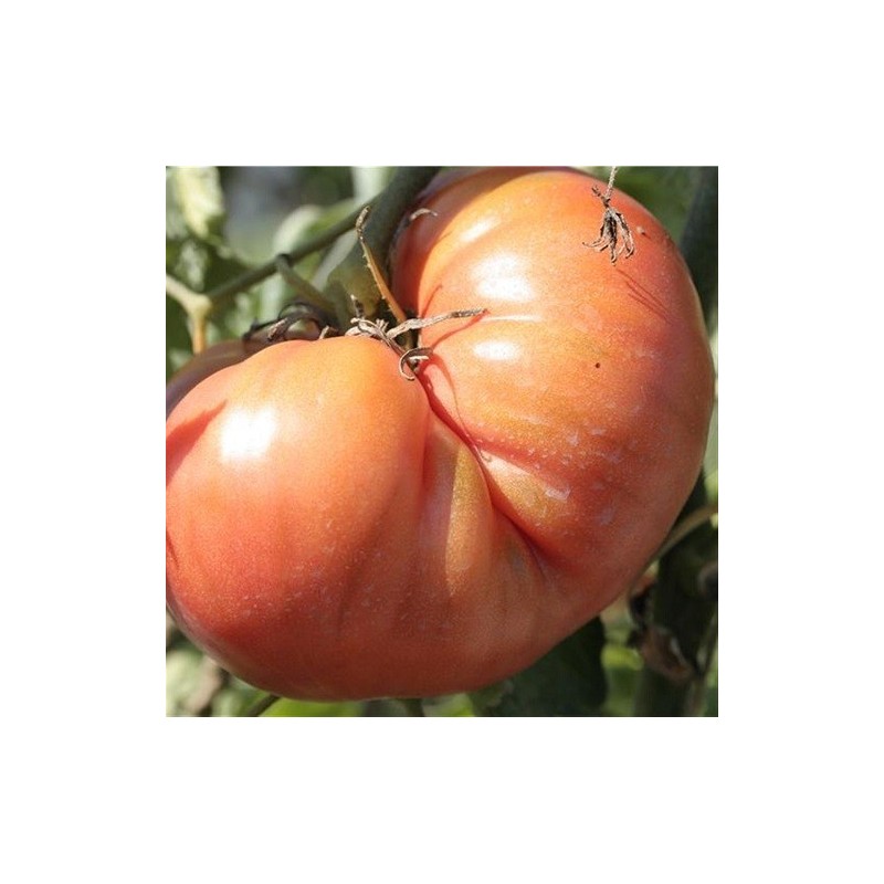 tomate Brandywine - semillas no tratadas