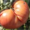 tomate Brandywine - semillas no tratadas