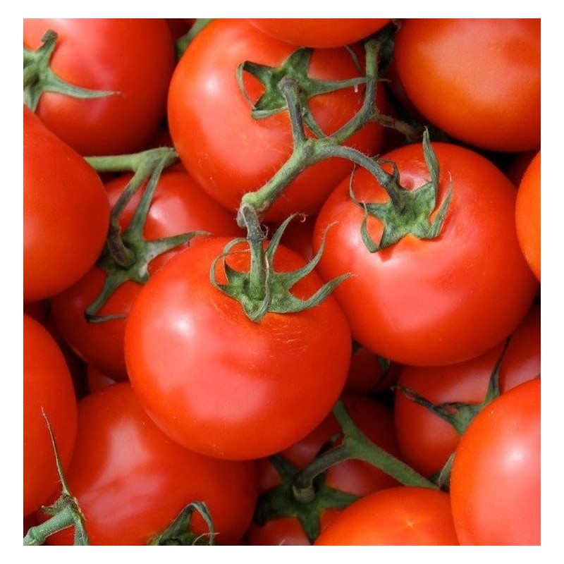Tomate Matina (Semillas no tratadas)