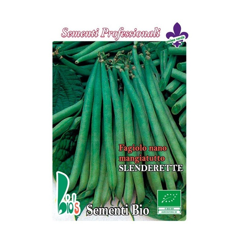 judia slenderette - semillas ecologicas