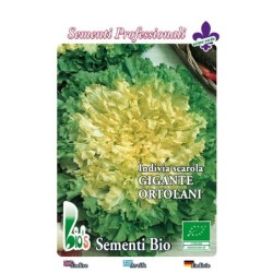 escarola gigante del huerto - semillas ecologicas