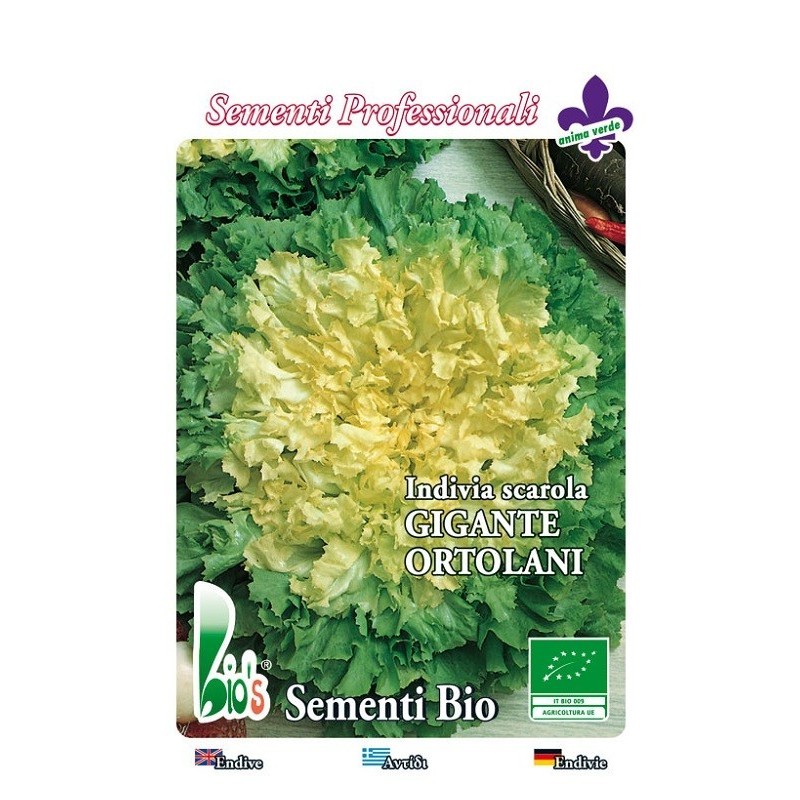 escarola gigante del huerto - semillas ecologicas
