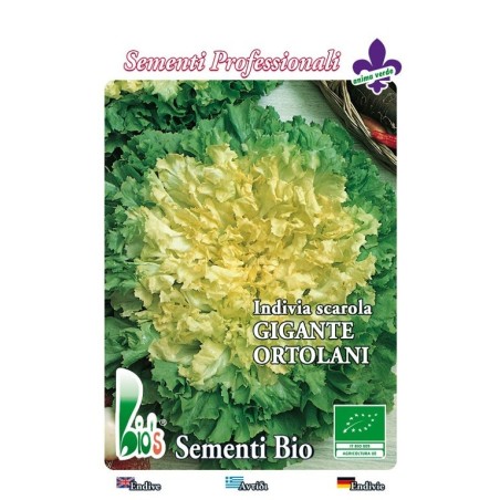 escarola gigante del huerto - semillas ecologicas