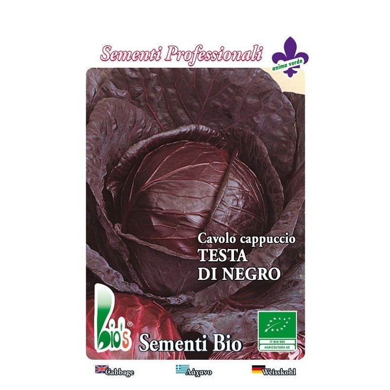 Col lombarda - repollo de cabeza negra -semillas ecologicas