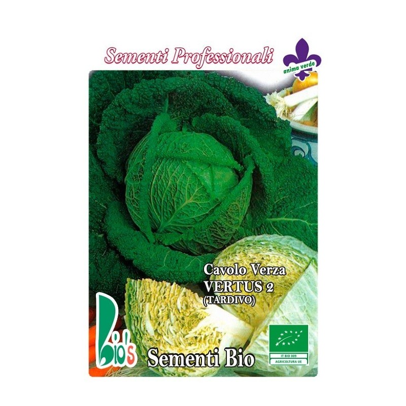 repollo virtudes - semillas ecolÃ³gicas