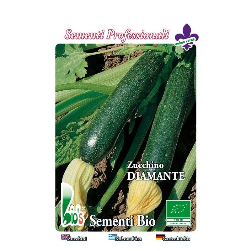 calabacin diamante - semillas ecolÃ³gicas