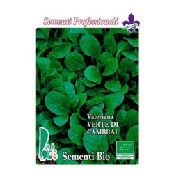 canÃ³nigos - valeriana verde de Cambrai (semillas ecologicas)