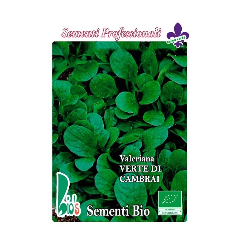 canÃ³nigos - valeriana verde de Cambrai (semillas ecologicas)