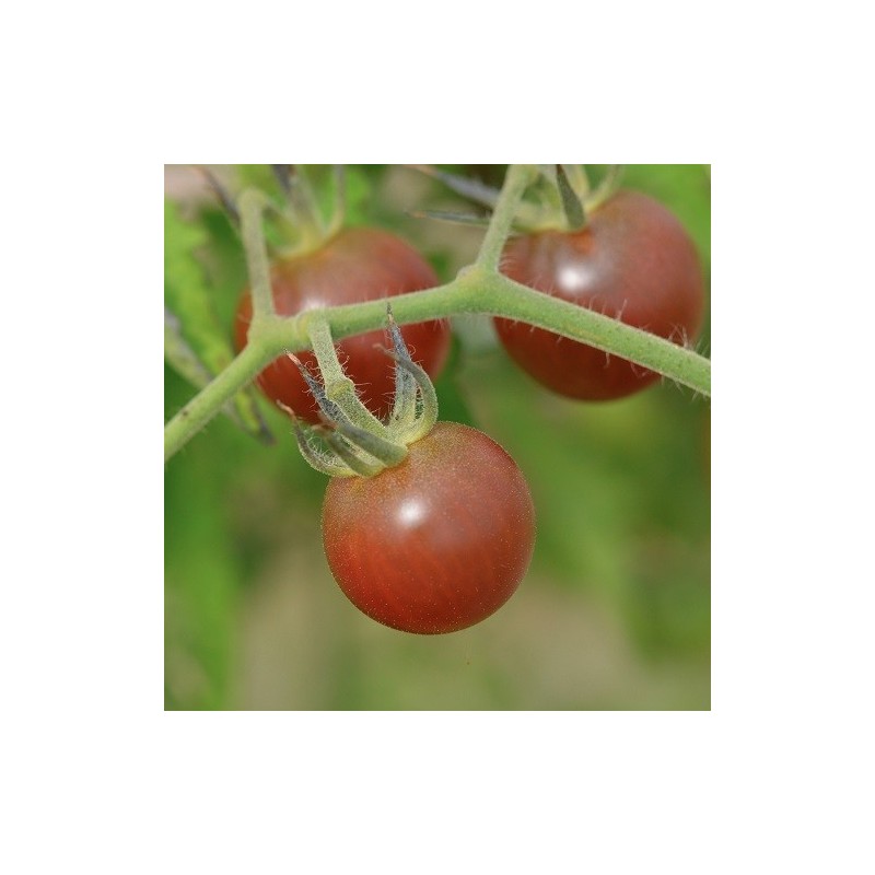 tomate cherry negro - black cherry - semillas no tratadas