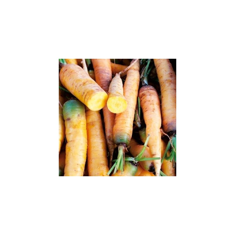 zanahoria amarilla jaune du doubs" (semillas sin tratar)"