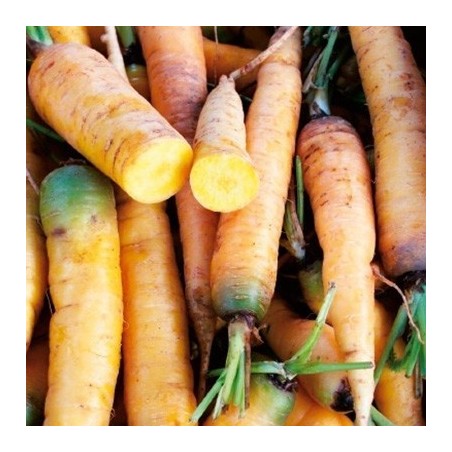 zanahoria amarilla jaune du doubs" (semillas sin tratar)"