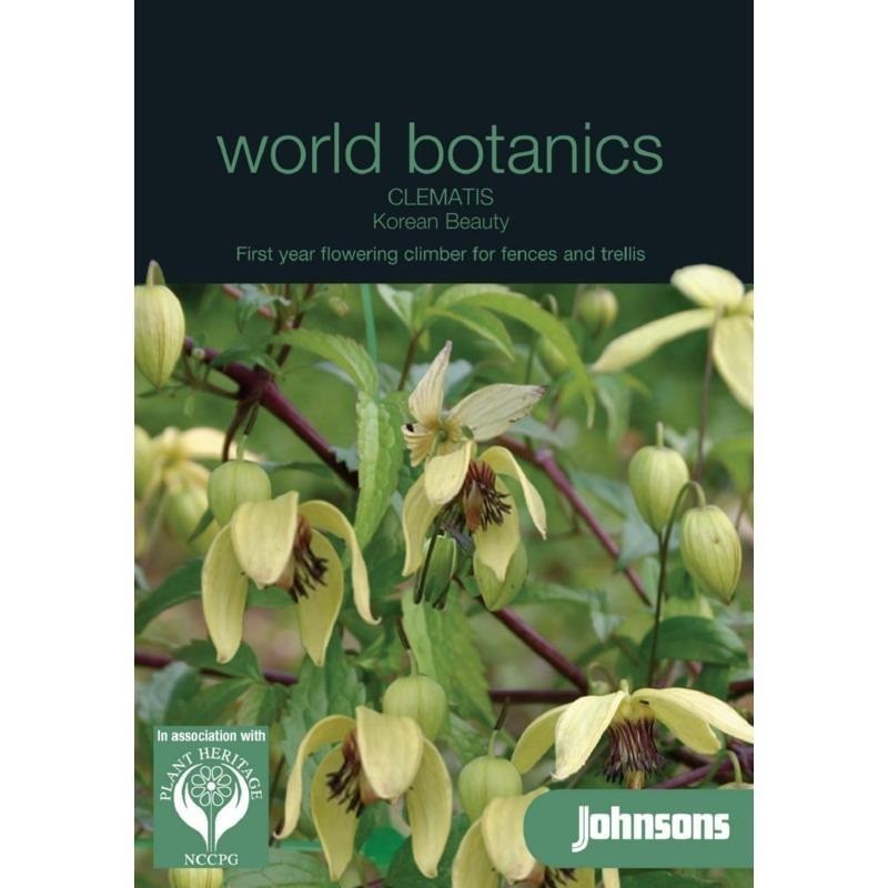 clematis korean beauty