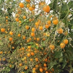 tomate clementina - semillas no tratads