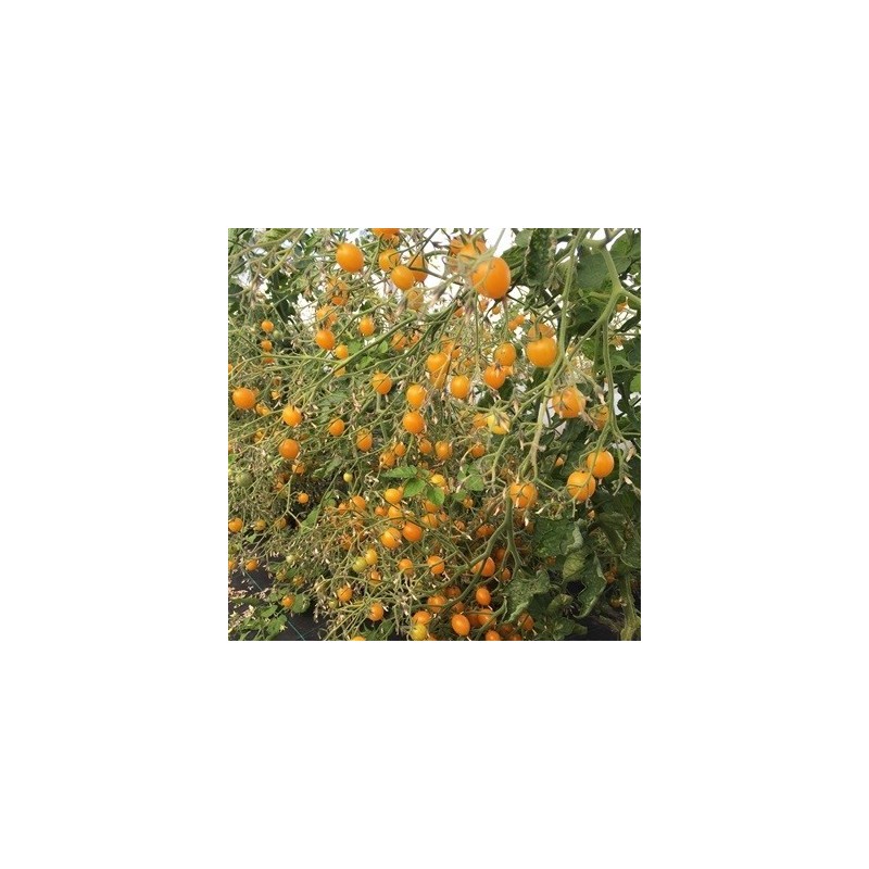 tomate clementina - semillas no tratads