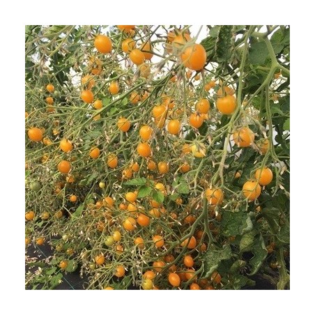 tomate clementina - semillas no tratads