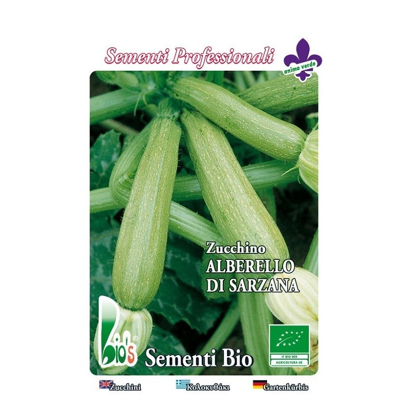 calabacin alberello de Sarzana - semillas ecologicas