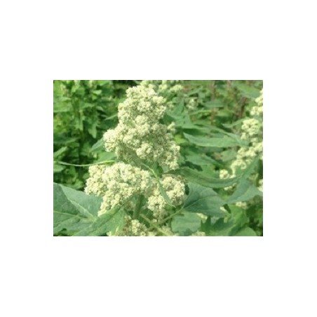 quinoa temuco (semillas ecologicas)