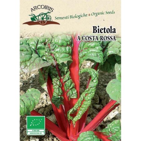 acelga roja rhubarb (semillas ecologicas)