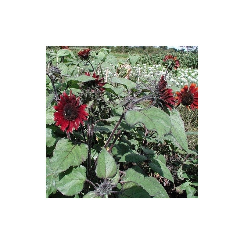 girasol rojo (Helianthus annuus) semillas ecologicas