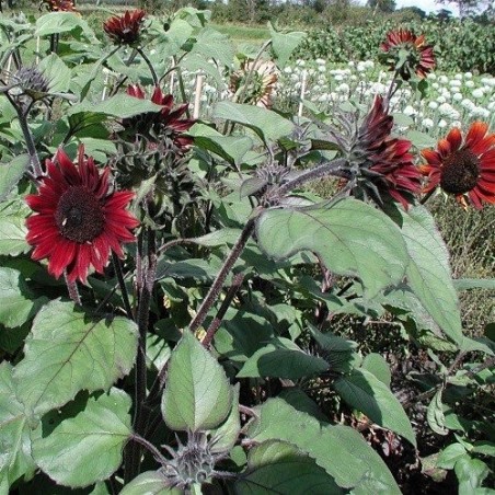 girasol rojo (Helianthus annuus) semillas ecologicas