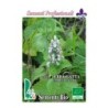 menta de gatos (nepeta cataria) - semillas ecologicas