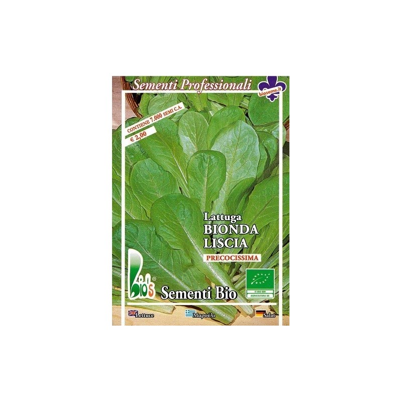 lechuga rubia lisa de tallo semillas ecologicas