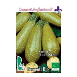 calabacin bolognese - semillas ecologicas
