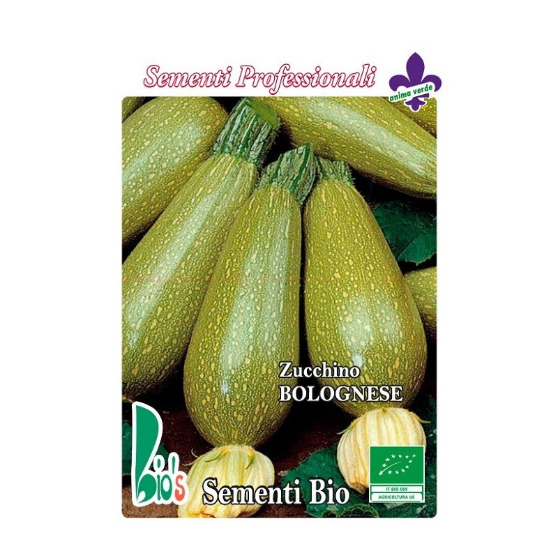 calabacin bolognese - semillas ecologicas