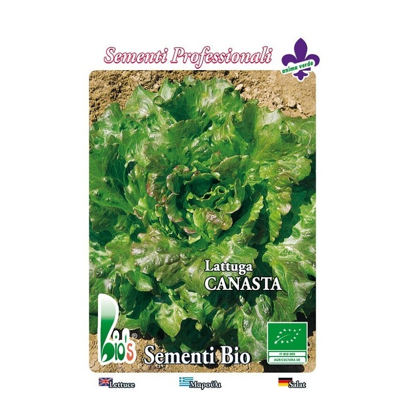 lechuga batavia canasta - semillas ecologicas