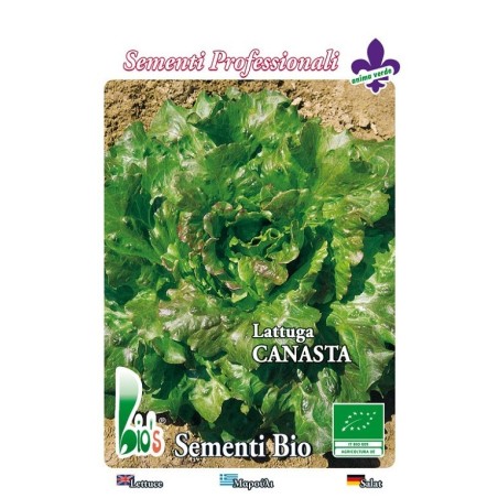 lechuga batavia canasta - semillas ecologicas