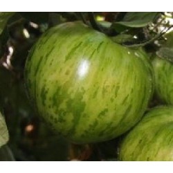 tomate green zebra - semillas no tratadas