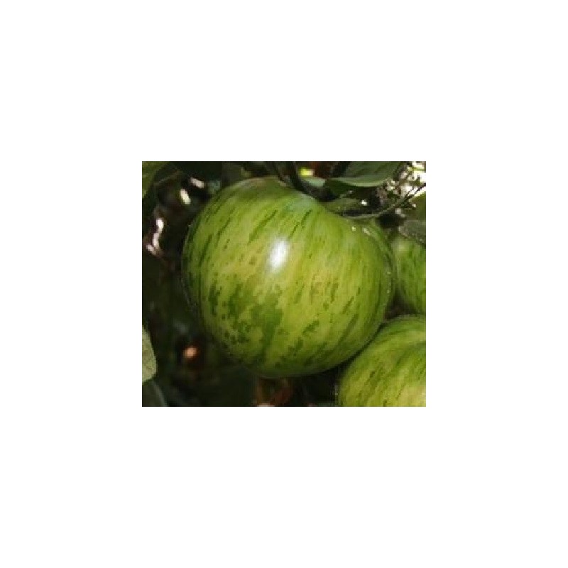 tomate green zebra - semillas no tratadas