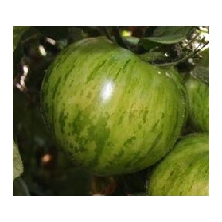 tomate green zebra - semillas no tratadas