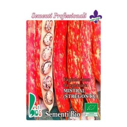 judia stregonta (mata baja) - semillas ecologicas