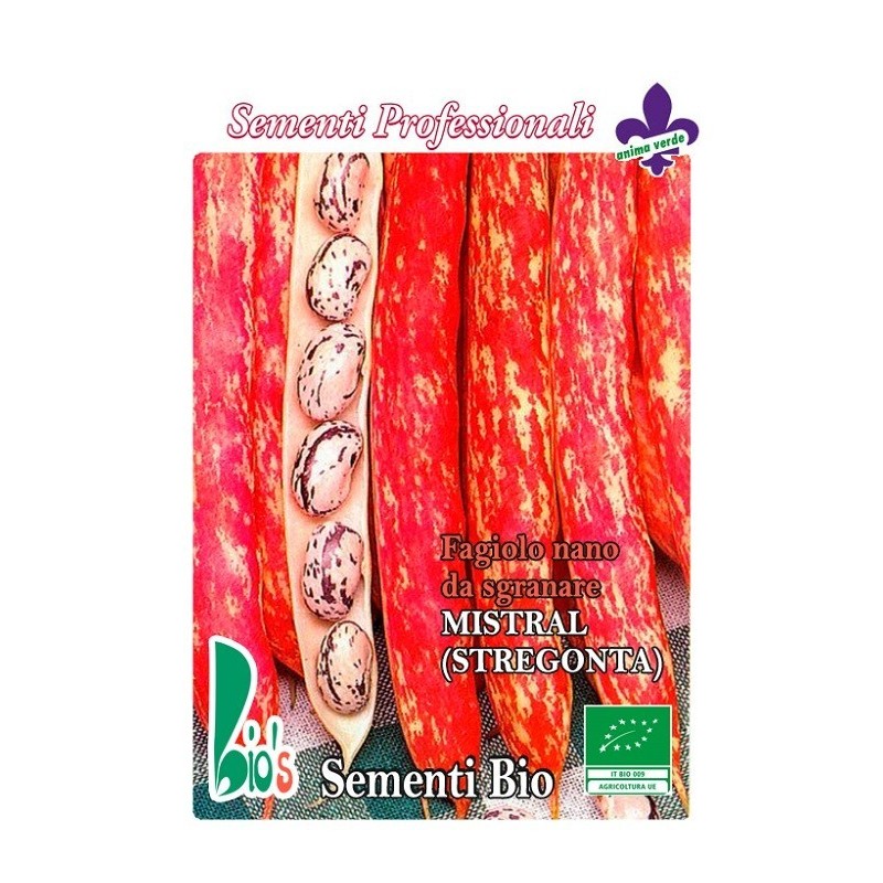 judia stregonta (mata baja) - semillas ecologicas