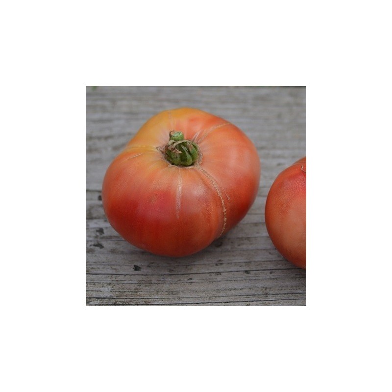 tomate cherokee purple - semillas no tratadas