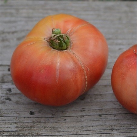 tomate cherokee purple - semillas no tratadas
