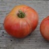 tomate cherokee purple - semillas no tratadas