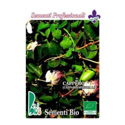 alcaparra (capparis spinosa) - semillas ecologicas