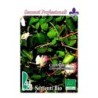 alcaparra (capparis spinosa) - semillas ecologicas