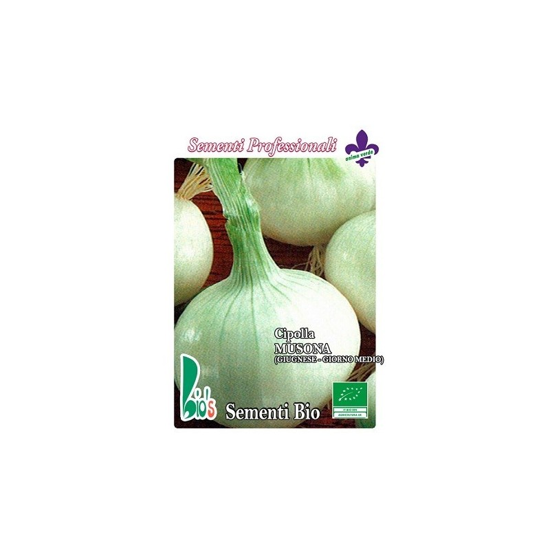 cebolla blanca musona de junio (semillas ecologicas)
