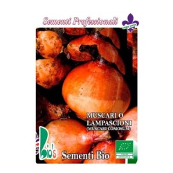 nazarenos - jacinto comoso (muscari comosum) semillas ecolÃ³gicas