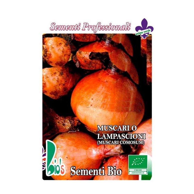 nazarenos - jacinto comoso (muscari comosum) semillas ecolÃ³gicas