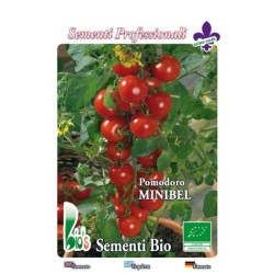 tomate cherry rojo tondino maremmano (semillas ecologicas)