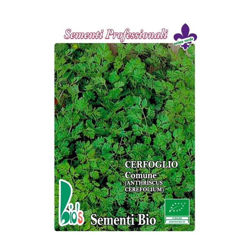 perifollo comun (anthriscus cerefolium) - semillas ecologicas