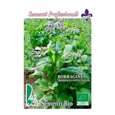 borraja (BORAGO OFFICINALIS) - semillas ecologicas