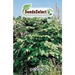 ginseng (Panax ginseng)