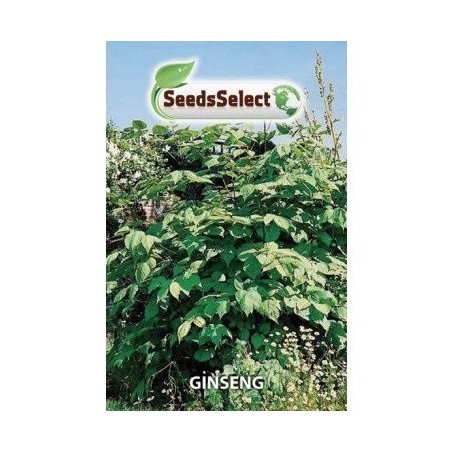 ginseng (Panax ginseng)