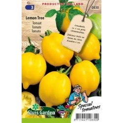 tomate lemon tree